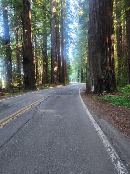 Avenue of the Giants