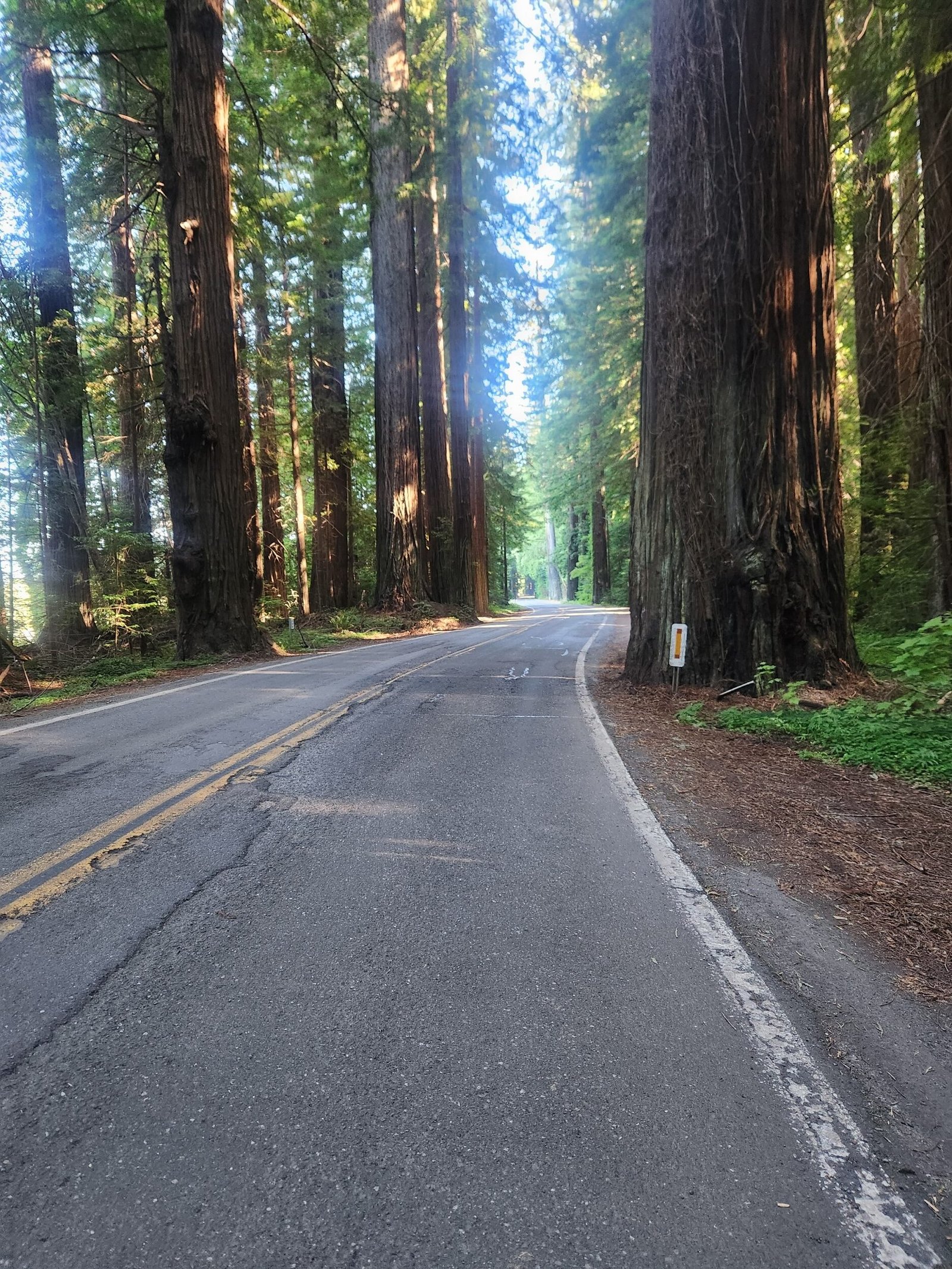 Avenue of the Giants