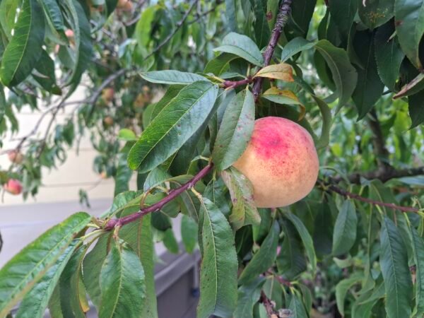Peaches