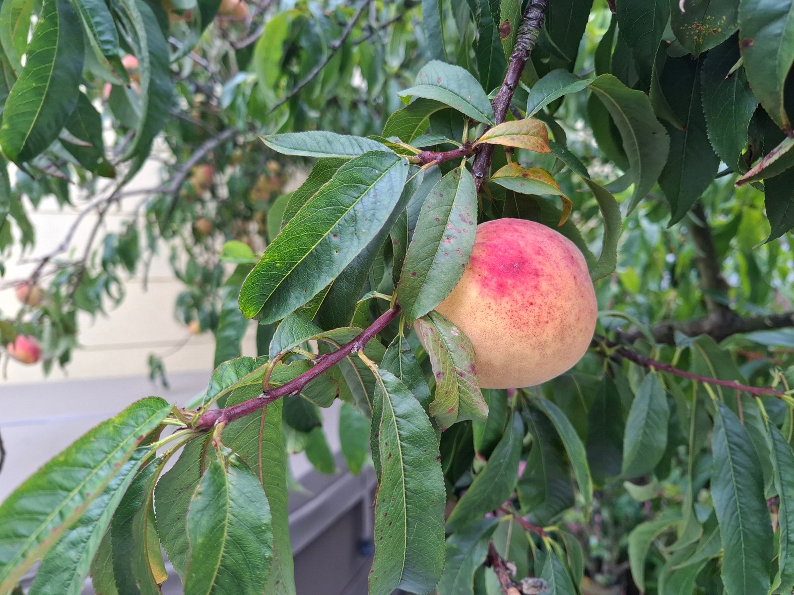 Peaches