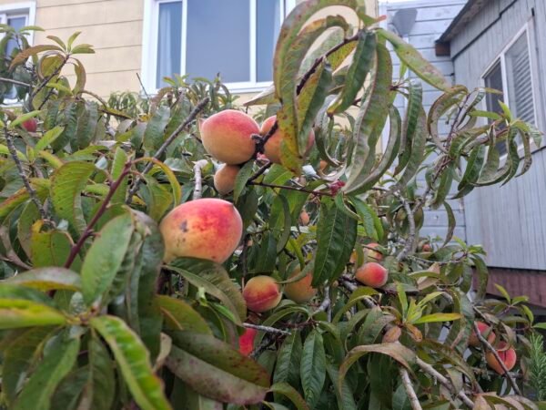 Peaches