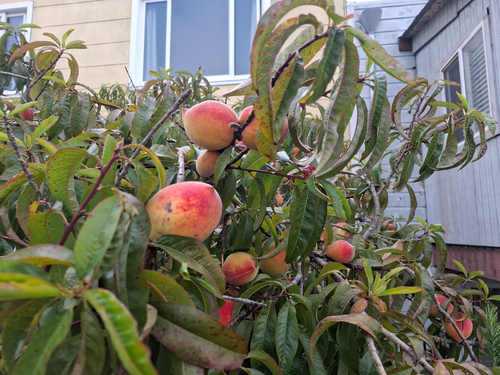 Peaches
